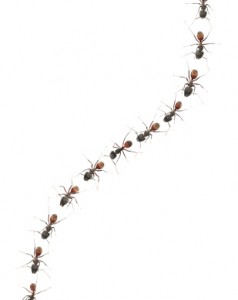 A line of marching ants, following one another