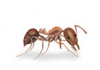 Fire ant
