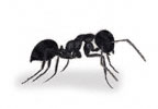 Garden ant