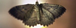 main_moth-on-light