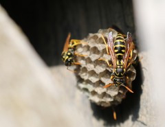 wasp nest removal ireland