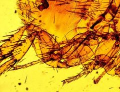 Rentokil Flea Treatment