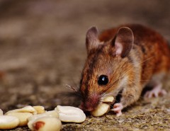 Close-up of a house mouse with large ears, eating a piece of white food