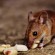 Close-up of a house mouse with large ears, eating a piece of white food