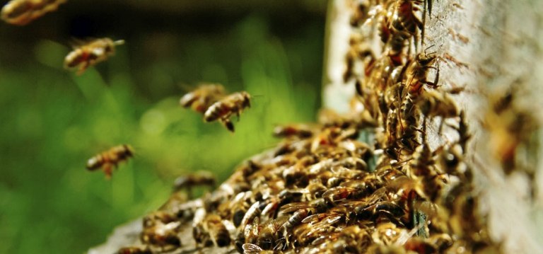 main_wasps-and-bees - deBugged