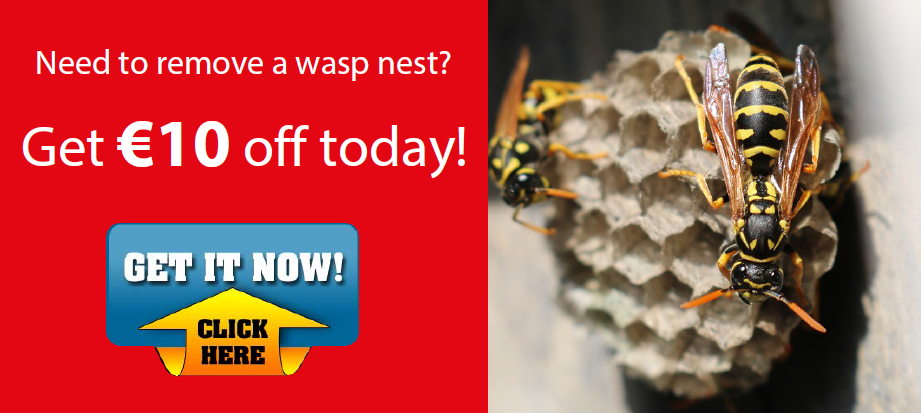 wasp nest removal rentokil