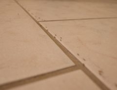 ants walking in a line