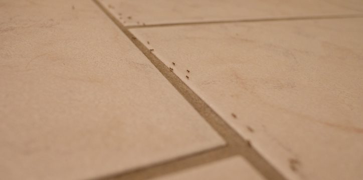 ants walking in a line