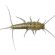 Image of silverfish and tips of how to get rid of silverfish
