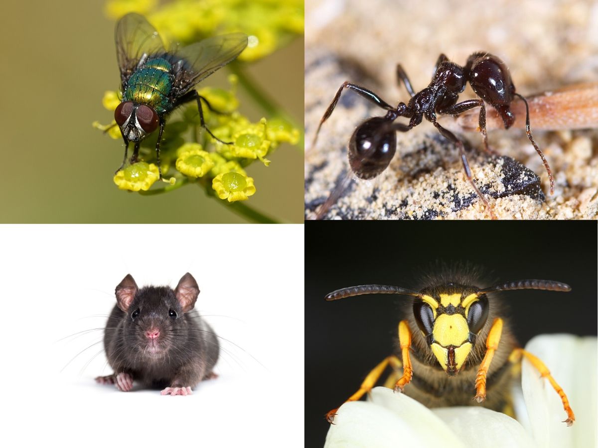 A collage of four close-up images: a green fly on a yellow flower, a black ant on sand, a black mouse on a white background, and a yellow wasp on a pale flower.
