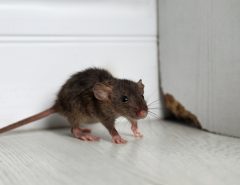 A brown mouse with a long tail stands on a white floor near the corner of a wall