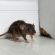 A brown mouse with a long tail stands on a white floor near the corner of a wall