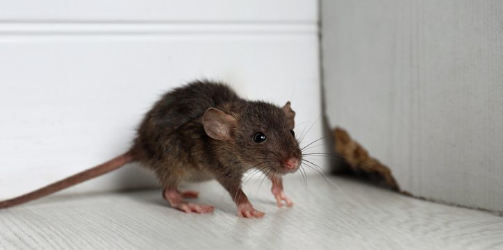 A brown mouse with a long tail stands on a white floor near the corner of a wall