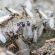 black-garden-ants-Lasius-niger-with-wings-about-to-take-flight-to-mate-and-set-up-new-nests-during-flying-ant-day