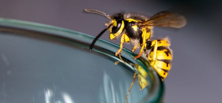 Wasp on the brim of a glass