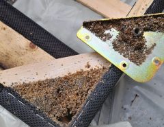 Bed bugs in bed frame
