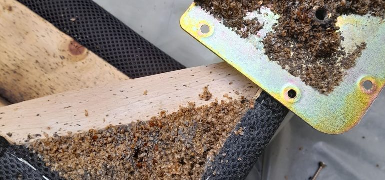 Bed bugs in bed frame