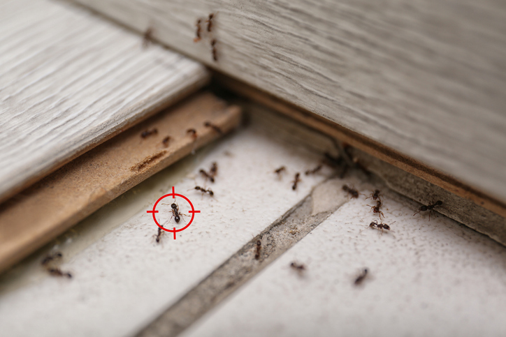 Several ants crawl along the edge of a tiled floor near a wall. One ant is highlighted with a red target symbol, indicating focus or selection