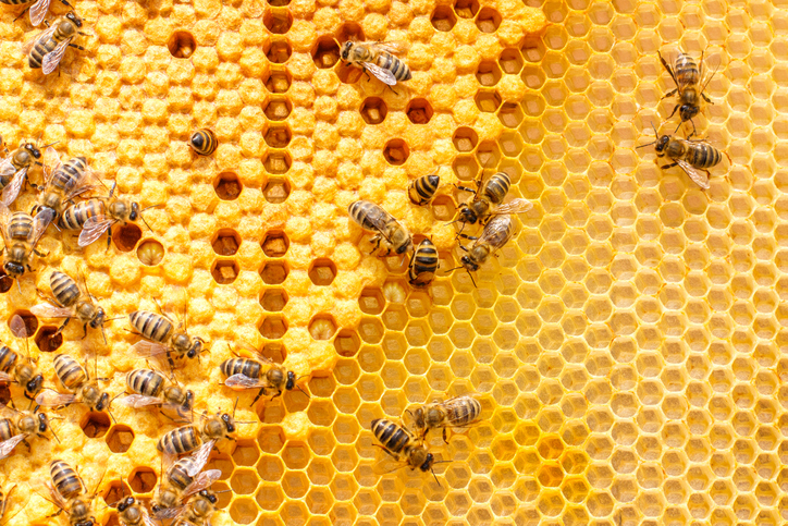 Close-up of bees crawling on a bright yellow honeycomb, with some cells filled and others empty, displaying the detailed hexagonal pattern and busy activity of the bees.