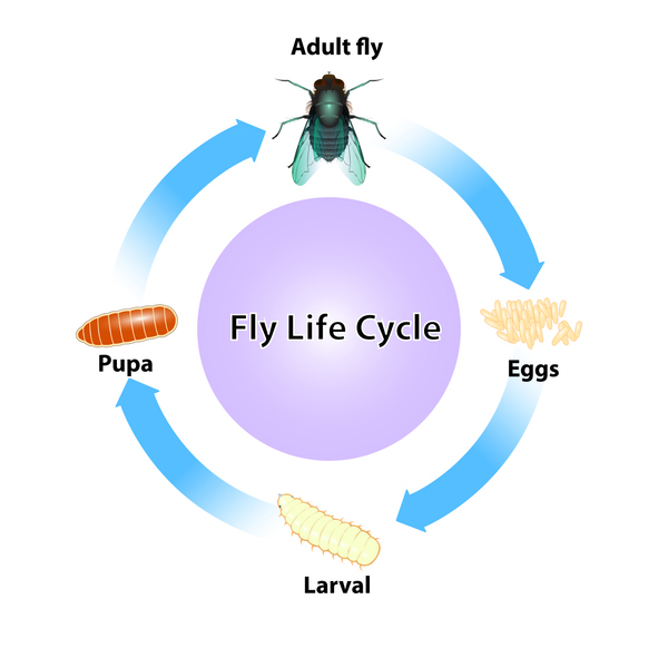 image of fly life cycle vector on white background and isolate