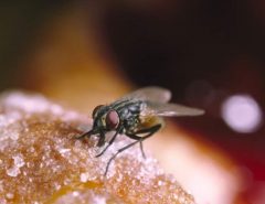 House Fly on food
