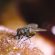 House Fly on food