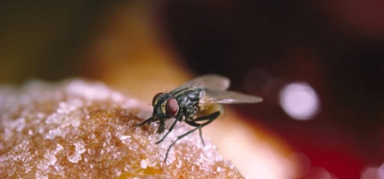 House Fly on food
