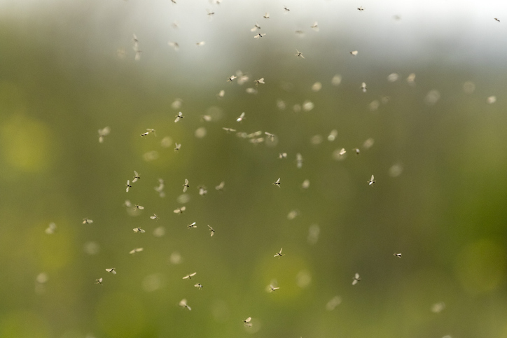 A swarm of winged ants flying before falling back to the ground and losing their temporary wings