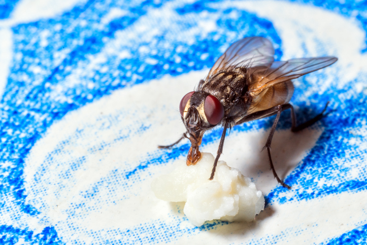 fly sucking on food on a blue cloth