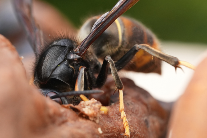 invasive Asian hornet inside food or a plant
