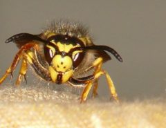A close-up photo of a yellow and black wasp facing the camera, standing on a textured light brown surface with a blurred background.