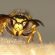 A close-up photo of a yellow and black wasp facing the camera, standing on a textured light brown surface with a blurred background.
