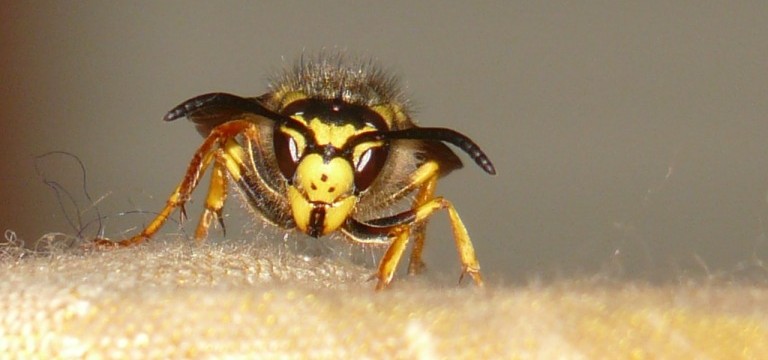 A close-up photo of a yellow and black wasp facing the camera, standing on a textured light brown surface with a blurred background.