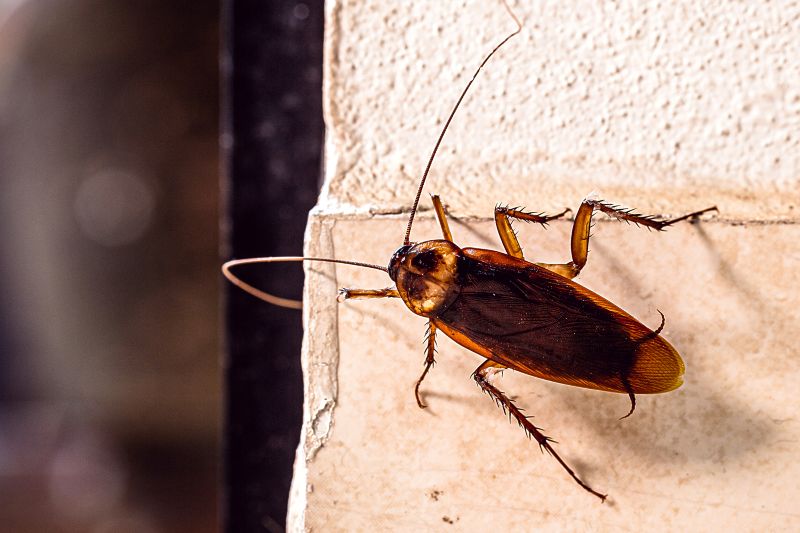American cockroach on stone wall edge