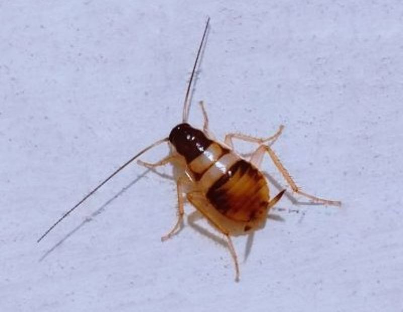 Brown-banded cockroach on white floor