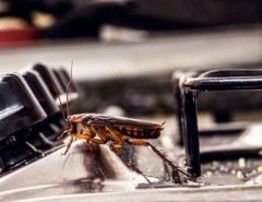 Cockroach on silver oven hob