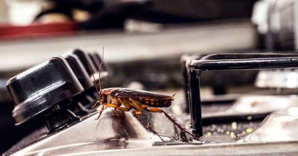 Cockroach on silver oven hob