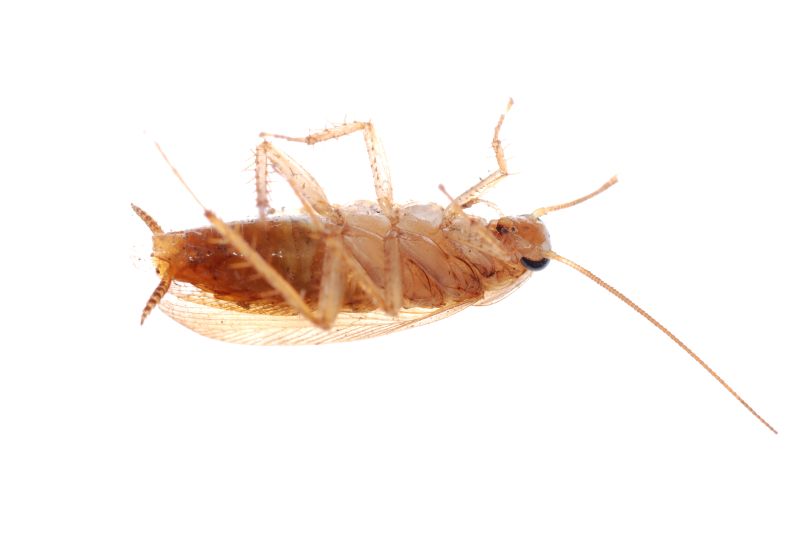 German Cockroach upside down on white background