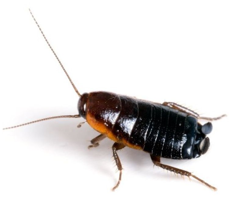 Oriental Cockroach on white background